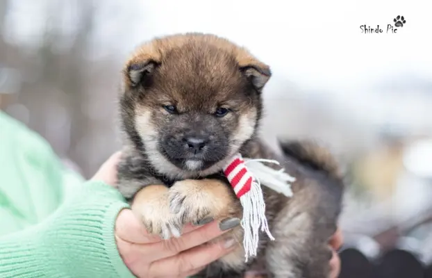 Sezamowy samiec SHIBA 1