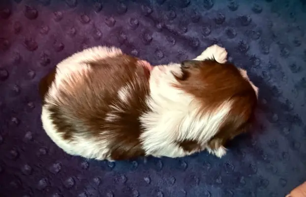 Szczeniak Shih-Tzu 5