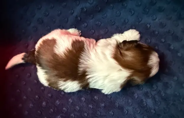 Szczeniak Shih-Tzu 6
