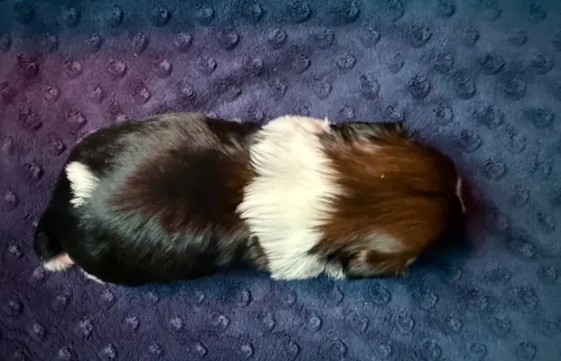 Szczeniak Shih-Tzu 7