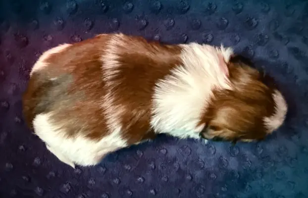 Szczeniak Shih-Tzu 8