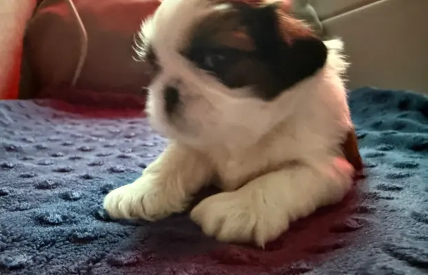 Szczeniak Shih-Tzu 2