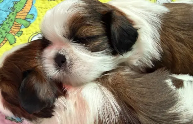 Szczeniak Shih-Tzu 1