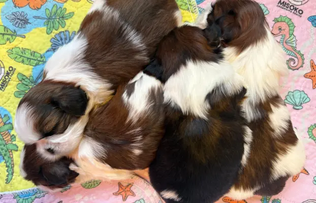 Szczeniak Shih-Tzu 4