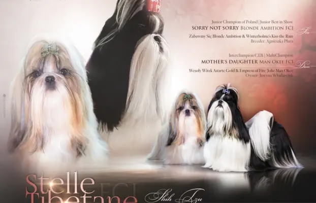 Szczeniak Shih-Tzu 9