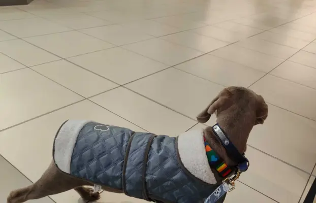 Wyżeł Weimarski suczka 6 miesięcy 1