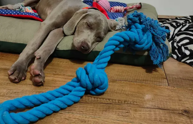 Wyżeł Weimarski suczka 6 miesięcy 2