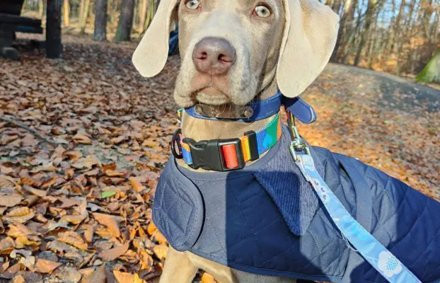 Wyżeł Weimarski suczka 6 miesięcy 3