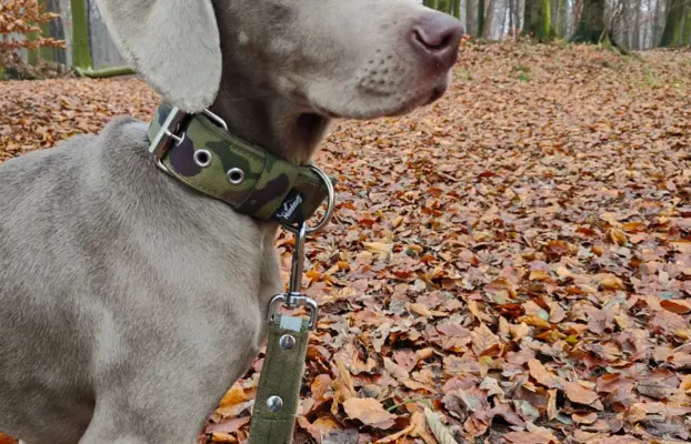 Wyżeł Weimarski suczka 6 miesięcy 4