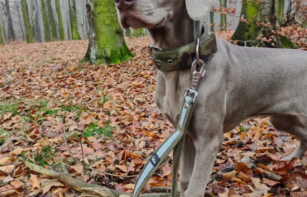 Wyżeł Weimarski suczka 6 miesięcy 5