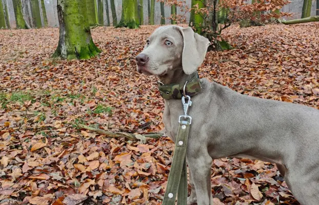 Wyżeł Weimarski suczka 6 miesięcy 6