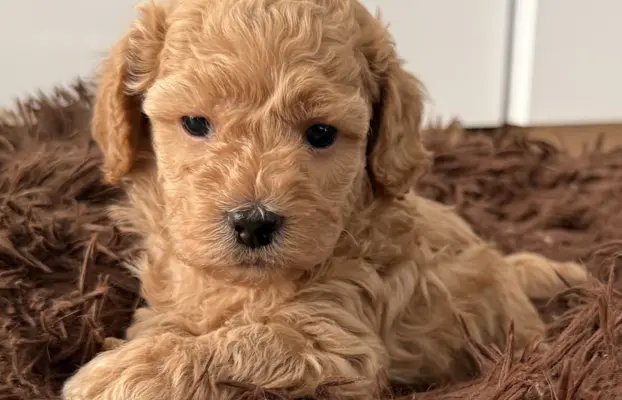 Maltipoo F1B Poznań 1