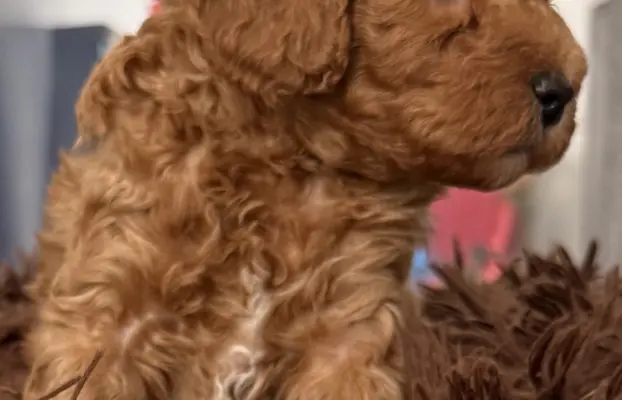 Maltipoo F1B Poznań 2