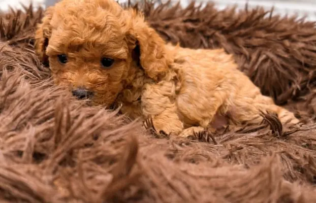 Maltipoo F1B Poznań 3