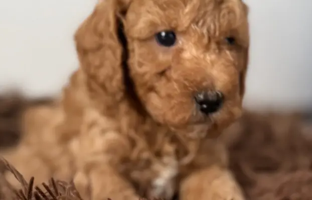 Maltipoo F1B Poznań 4