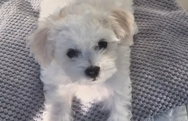 Bichon Frise suczka gotowa do zmiany domu 2