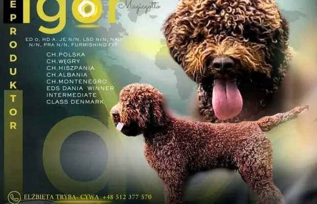 Lagotto Romagnolo Zakątek bystrego 1