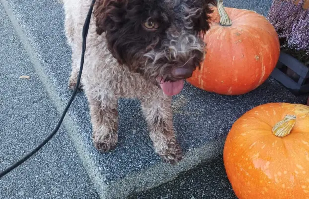 Lagotto Romagnolo Zakątek bystrego 2