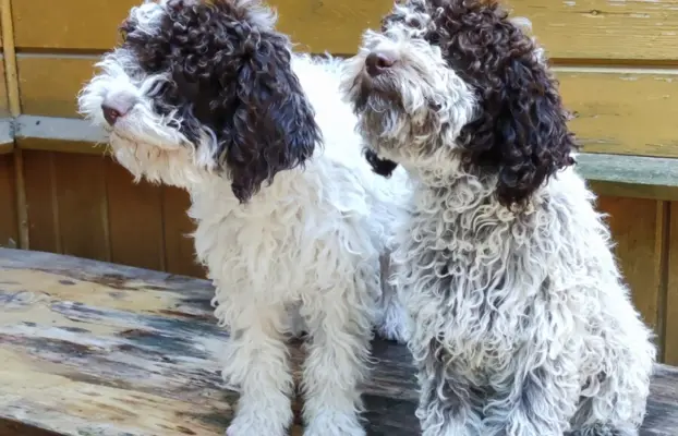 Lagotto Romagnolo Zakątek bystrego 4