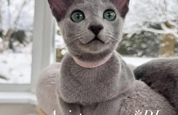 Kotka w wersji hodowlanej 1