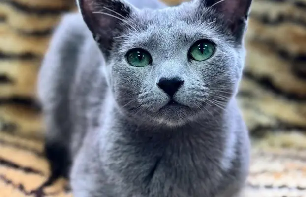 Kotka w wersji hodowlanej 3