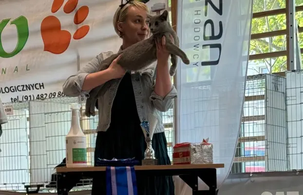 Kotka w wersji hodowlanej 4