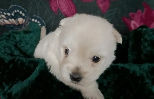 Wzorcowy Mega gęsty włos West Westie Westik piękny exterier 2