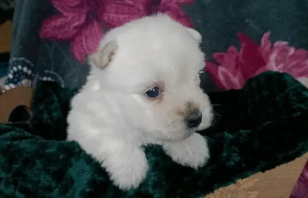 Wzorcowy Mega gęsty włos West Westie Westik piękny exterier 3