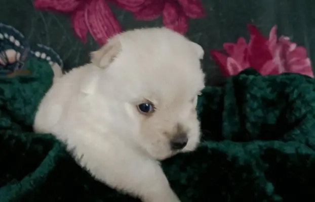 Wzorcowy Mega gęsty włos West Westie Westik piękny exterier 4