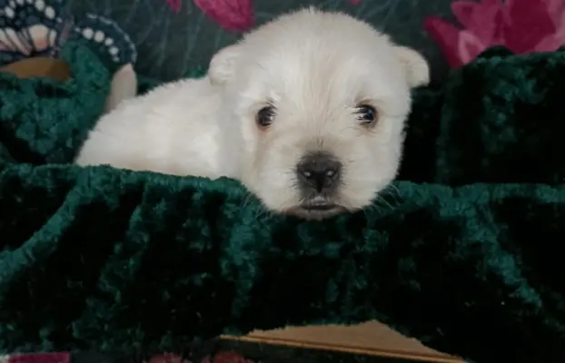 Wzorcowy Mega gęsty włos West Westie Westik piękny exterier 1