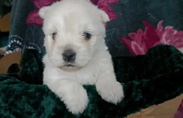 Wzorcowy Mega gęsty włos West Westie Westik piękny exterier 5