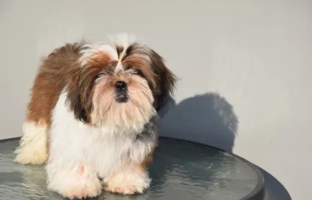 Pies Shih Tzu piękny szczeniak IMPERIAL 3