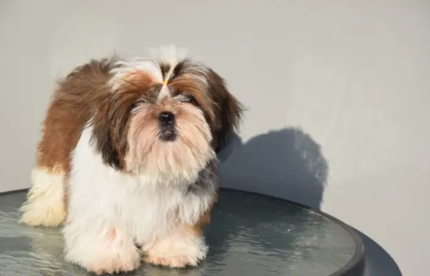 Pies Shih Tzu piękny szczeniak IMPERIAL 2