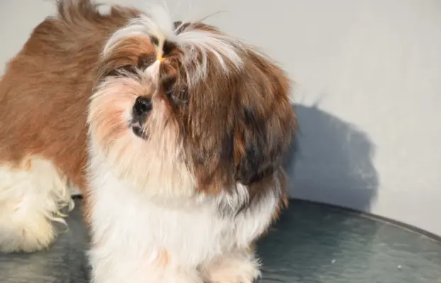Pies Shih Tzu piękny szczeniak IMPERIAL 4