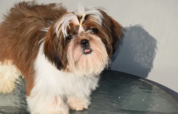 Pies Shih Tzu piękny szczeniak IMPERIAL 5