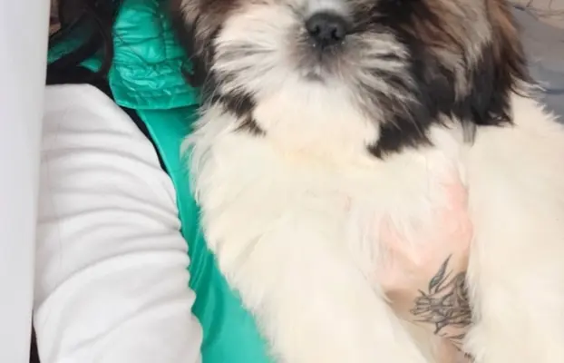 Shih Tzu pies szczeniak piękny miś IMPERIAL 2