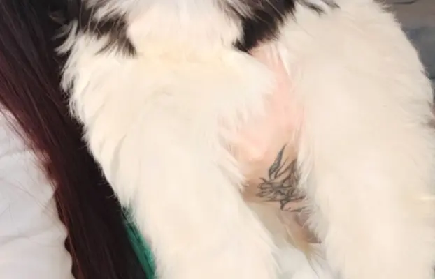 Shih Tzu pies szczeniak piękny miś IMPERIAL 1