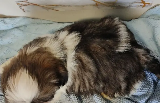 Shih Tzu pies szczeniak piękny miś IMPERIAL 5