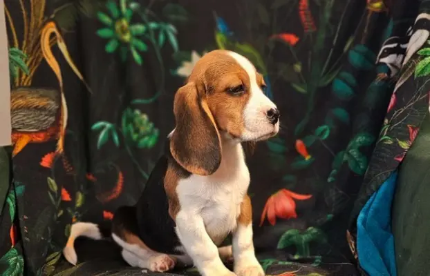 BEAGLE-szczeniaki z rodowodem ,mniejsze w typie,ZKwP/FCI 2