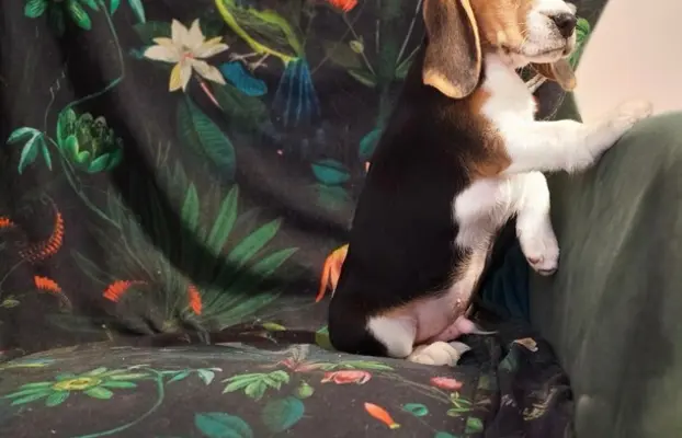 BEAGLE-szczeniaki z rodowodem ,mniejsze w typie,ZKwP/FCI 4