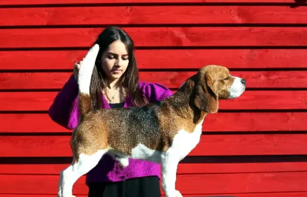 BEAGLE-szczeniaki z rodowodem ,mniejsze w typie,ZKwP/FCI 5