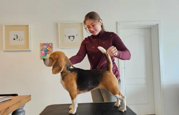 BEAGLE-szczeniaki z rodowodem ,mniejsze w typie,ZKwP/FCI 6