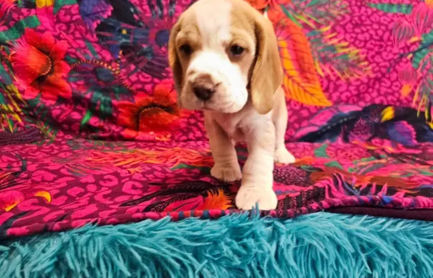 BEAGLE-szczeniaki z rodowodem ,mniejsze w typie,ZKwP/FCI 1