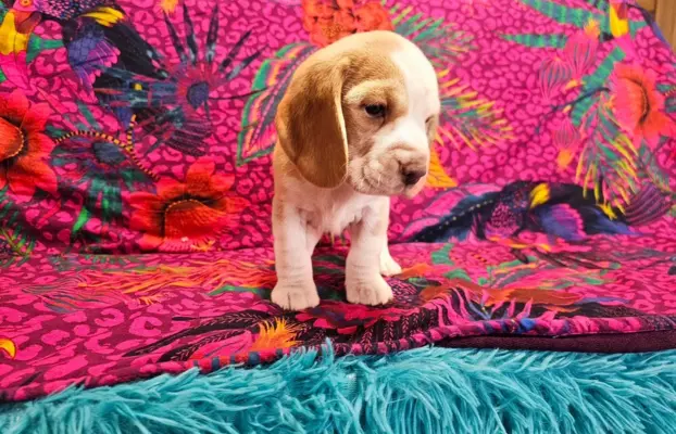 BEAGLE-szczeniaki z rodowodem ,mniejsze w typie,ZKwP/FCI 7