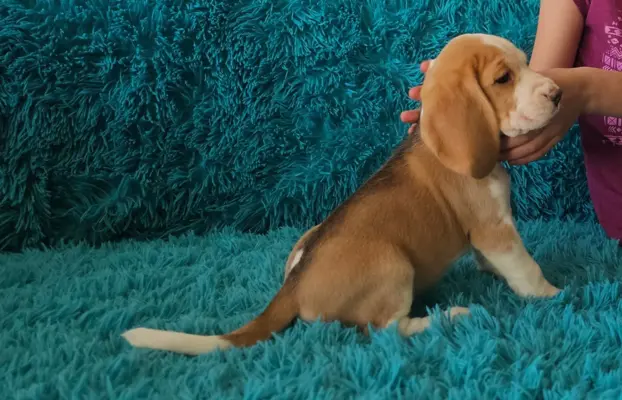BEAGLE-szczeniaki z rodowodem ,mniejsze w typie,ZKwP/FCI 8