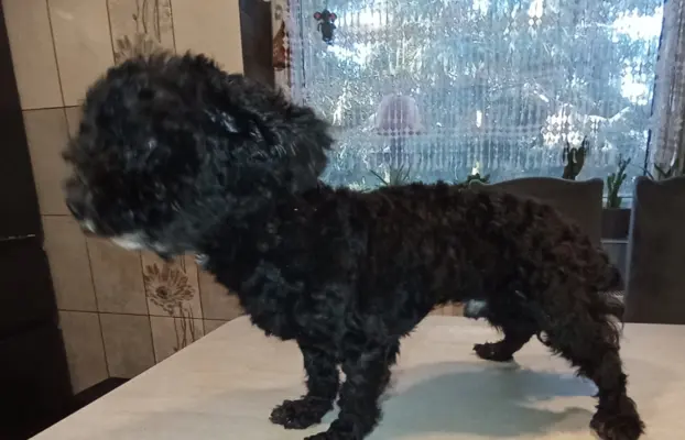 Rosyjska Bolonka Kolorowa piesek o imieniu Gibson 4