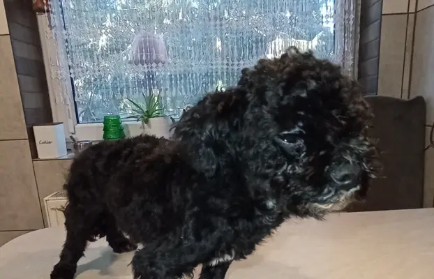 Rosyjska Bolonka Kolorowa piesek o imieniu Gibson 5