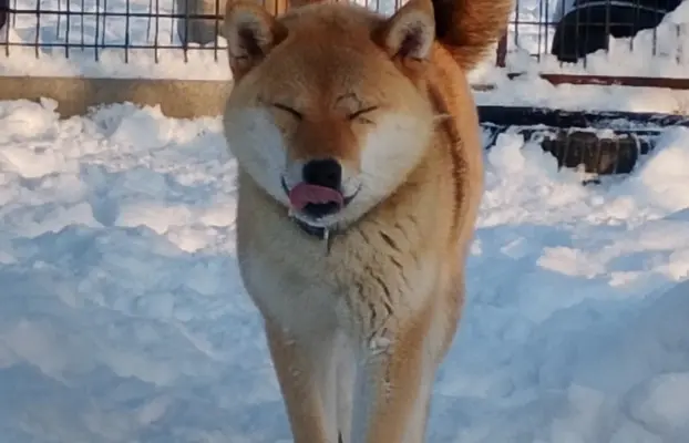 Cztery, czerwone Shiby, trzy pieski i suczka 2