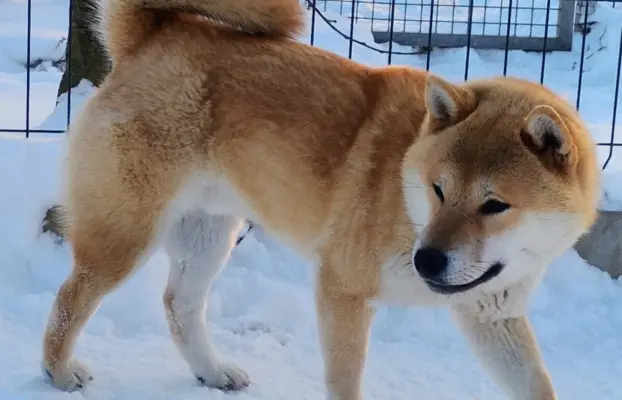 Cztery, czerwone Shiby, trzy pieski i suczka 1