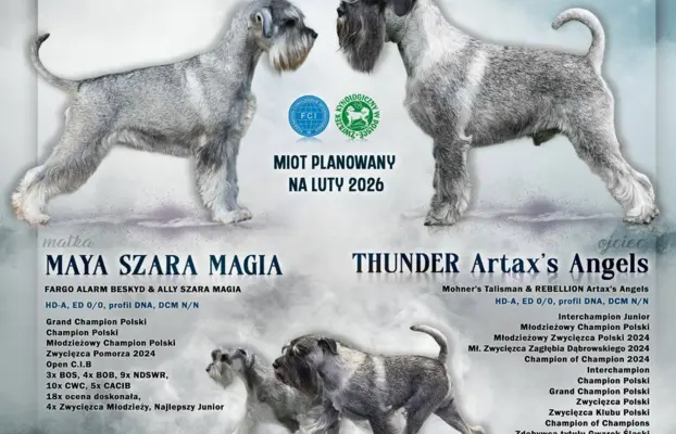 szczenięta sznaucer średni 1